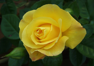 Картинка цветы розы желтый