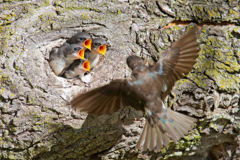 Картинка животные ласточки птицы природа