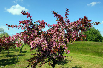 Картинка цветы цветущие+деревья+ +кустарники весна
