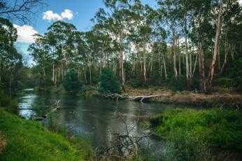 Картинка природа реки озера лес река