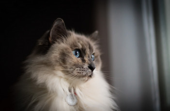 Картинка животные коты взгляд кошка фон