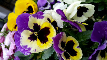 Картинка цветы анютины+глазки+ садовые+фиалки разноцветные