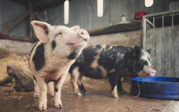 Картинка животные свиньи +кабаны фон поросята