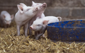 Картинка животные свиньи +кабаны фон поросята