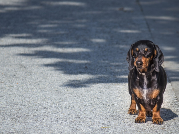 Обои картинки фото животные, собаки, собака, такса, взгляд