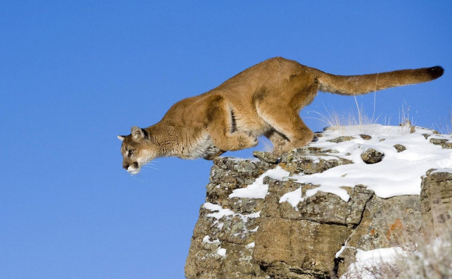 Обои картинки фото животные, пумы, небо, снег, хищник, зверь, пума, прыжок, скала