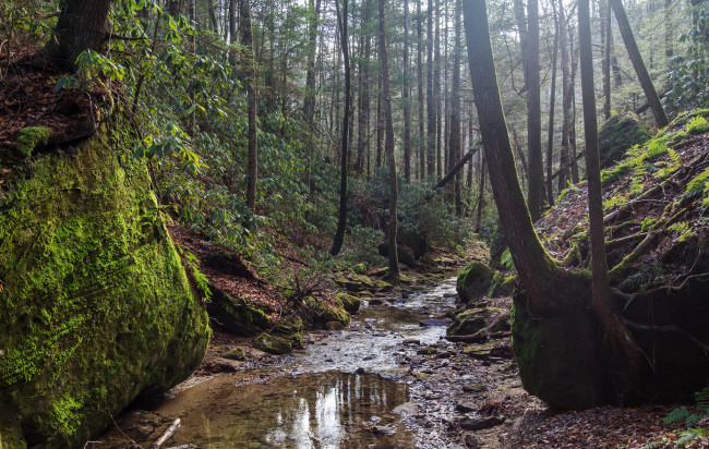 Обои картинки фото природа, реки, озера, река, лес