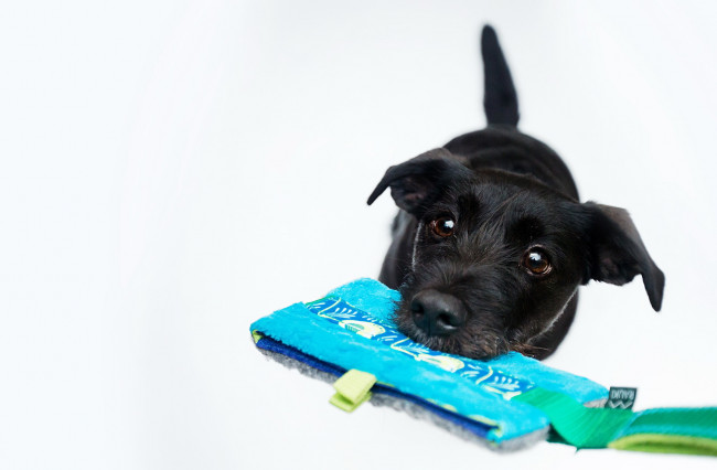 Обои картинки фото животные, собаки, друг, собака, взгляд