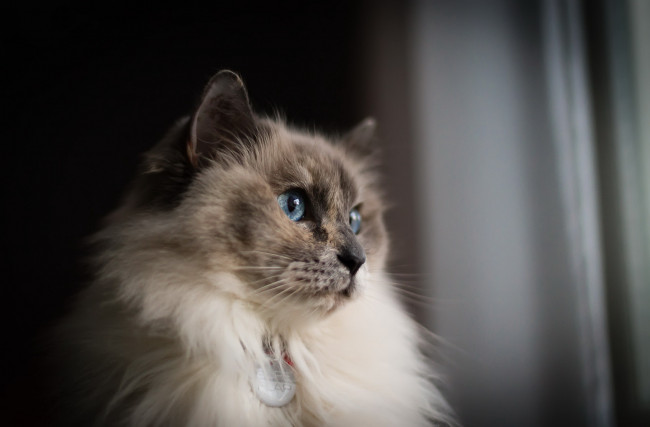 Обои картинки фото животные, коты, взгляд, кошка, фон