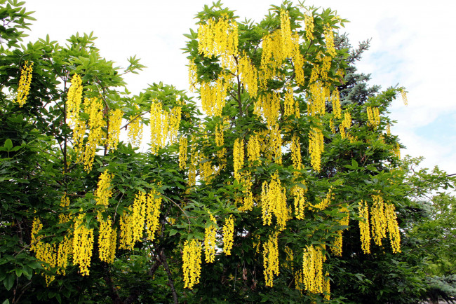 Обои картинки фото цветы, глициния, желтый