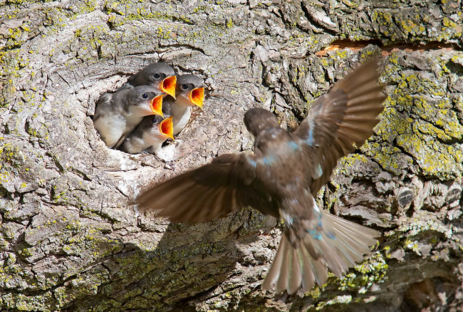 Обои картинки фото животные, ласточки, птицы, природа