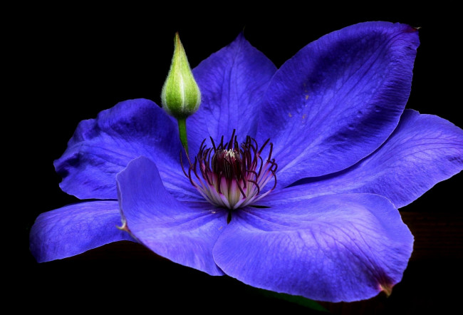 Обои картинки фото цветы, клематис , ломонос, макро