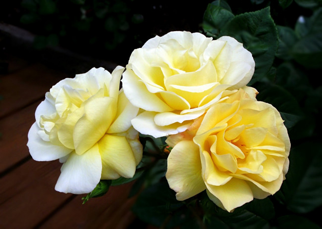 Обои картинки фото цветы, розы, трио