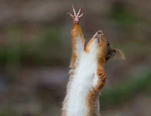 Картинка животные белки белка