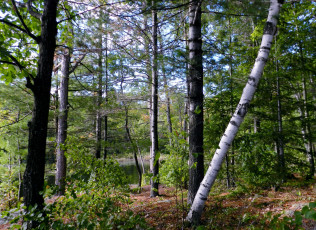 Картинка природа лес деревья