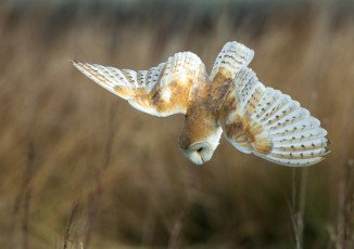 Картинка животные совы сова