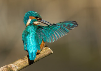 Картинка животные зимородки зимородок