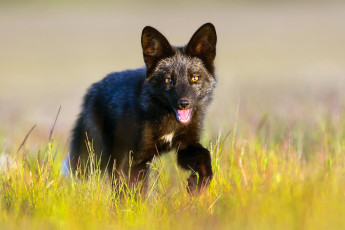 Картинка животные лисы трава лиса чёрная лисёнок