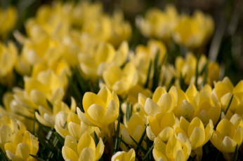 Картинка цветы крокусы жёлтые