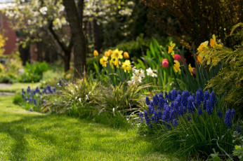 Картинка цветы разные+вместе клумба