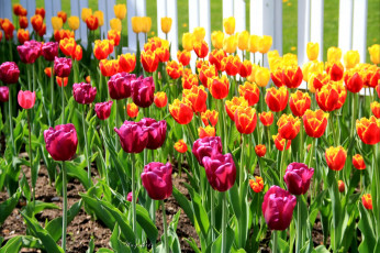 Картинка цветы тюльпаны