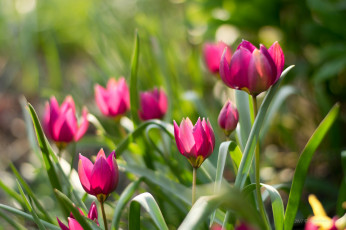 Картинка цветы тюльпаны