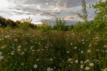 Картинка природа луга простор