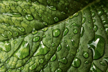 Картинка природа макро лист текстура капли