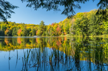 Картинка природа реки озера река лес