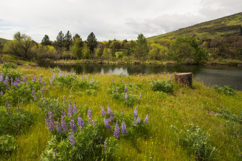 Картинка природа реки озера река лес