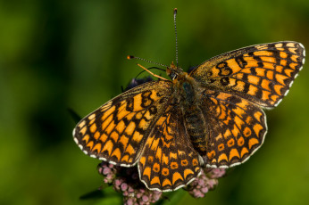 Картинка животные бабочки +мотыльки +моли бабочка