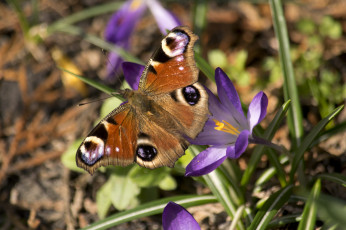 Картинка животные бабочки +мотыльки +моли бабочка