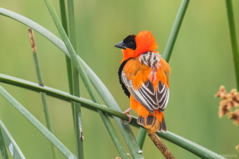 Картинка животные птицы птица