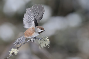 Картинка животные воробьи птица