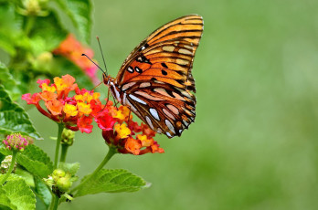 Картинка животные бабочки +мотыльки +моли бабочка