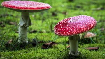Картинка природа грибы +мухомор дуэт