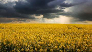 Картинка природа луга луг