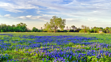 Картинка природа луга мускари луг весна
