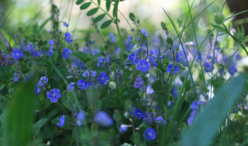 Картинка цветы луговые+ полевые +цветы луг