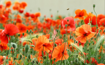Картинка цветы маки боке лето поле