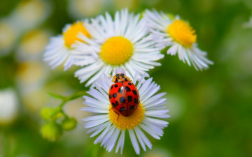 Картинка животные божьи+коровки spring весна ромашки божья коровка