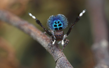 Картинка животные пауки паучок фон природа макро чудик окрас поза яркий прыгающий паук зеленый мохнатые узор лапки брюшко красивый размытый танец джампер стебель скакунчик глаза