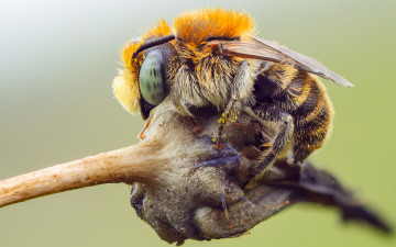 Картинка животные пчелы +осы +шмели насекомое природа глаза растение шертска фон детали полосатый тельце подробности пчела пыльца макро шмель