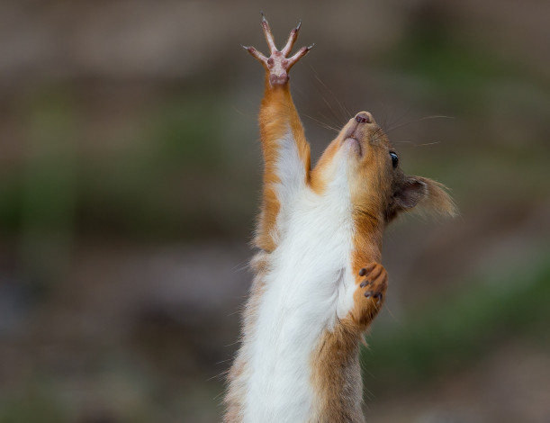 Обои картинки фото животные, белки, белка