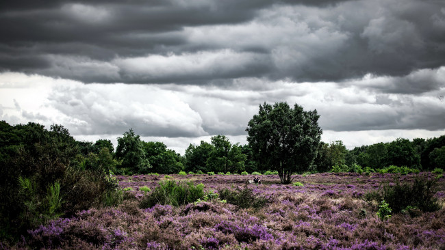 Обои картинки фото природа, луга, вереск