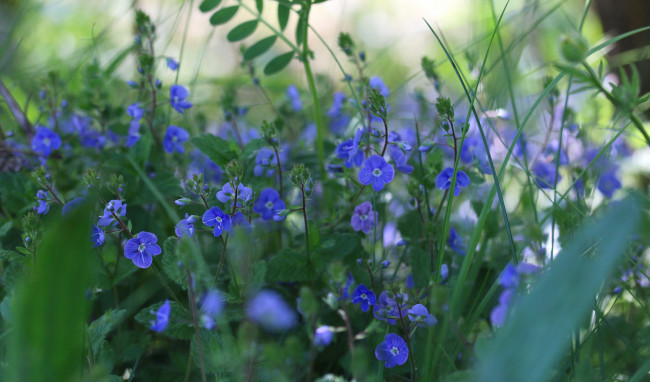 Обои картинки фото цветы, луговые , полевые,  цветы, луг