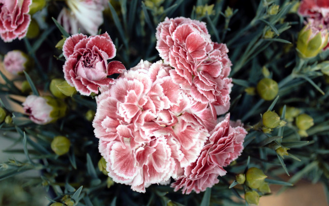 Обои картинки фото цветы, гвоздики, розовый