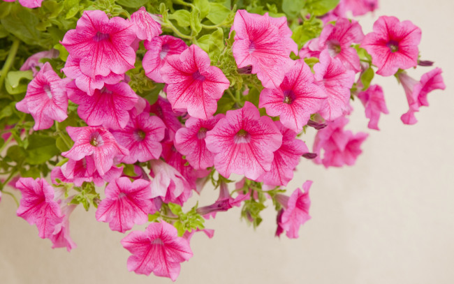 Обои картинки фото цветы, петунии,  калибрахоа, крупный, план