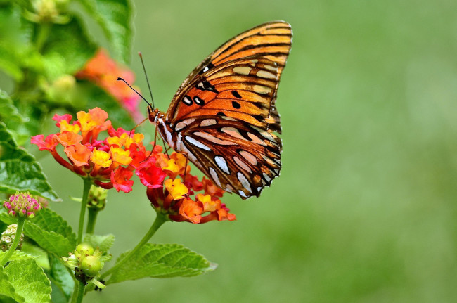 Обои картинки фото животные, бабочки,  мотыльки,  моли, бабочка