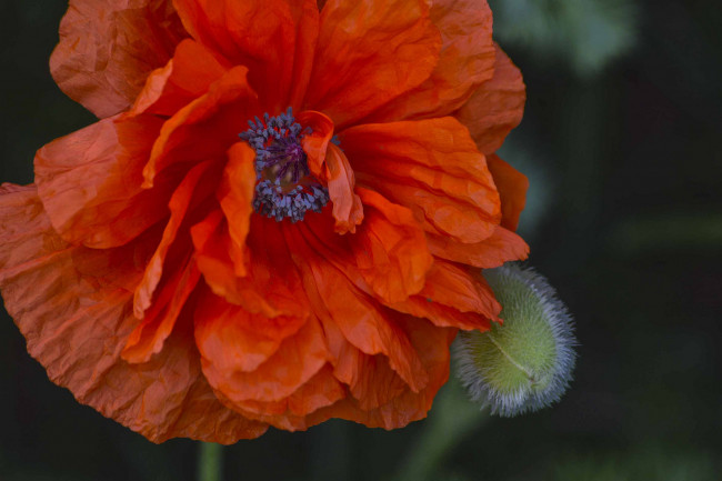 Обои картинки фото цветы, маки, мак